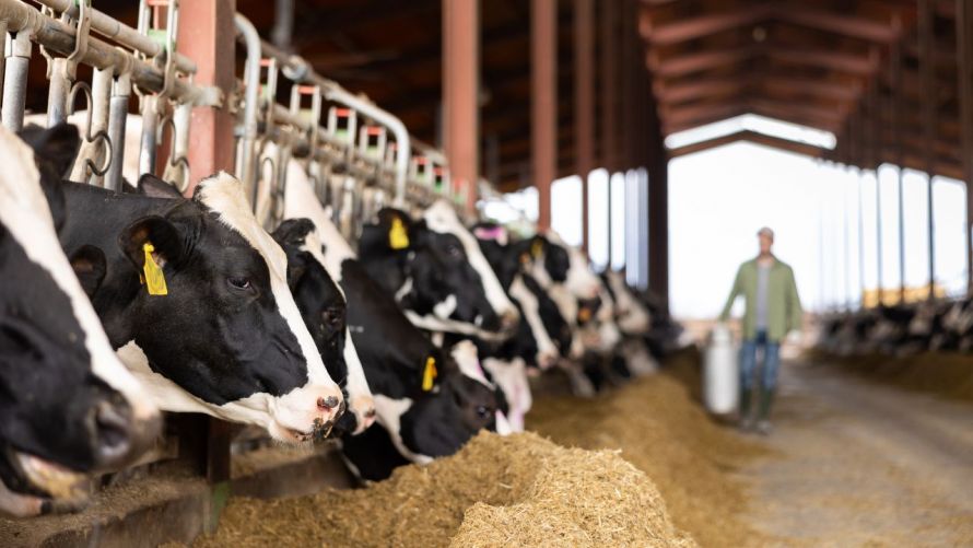 Sprijin de milioane din partea Băncii Mondiale: investiții record în fermele zootehnice din Moldova     